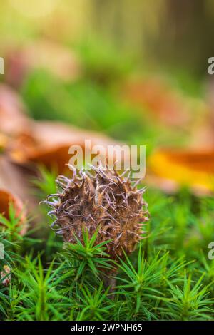 Beechnut-Schüssel, Nahaufnahme, Waldstillleben Stockfoto