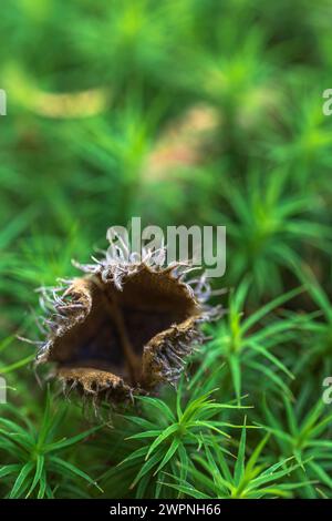 Deckung einer Buche auf Moos, Nahaufnahme, Stillleben im Wald Stockfoto