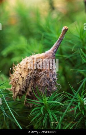 Deckung einer Buche auf Moos, Nahaufnahme, Stillleben im Wald Stockfoto