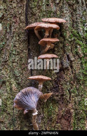 Gruppe von Honigpilzen / Hallimash, Nahaufnahme Stockfoto