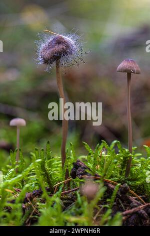 Helminthen, Myzena im Moos mit der gewöhnlichen Helminthenform Spinellus fusiger Stockfoto