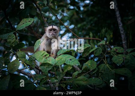 Brasilianischer Regenwald, Bootstour auf dem Amazonasgebiet auf einem Boutique-Schiff (MS Janganda) - Flussfahrt Stockfoto