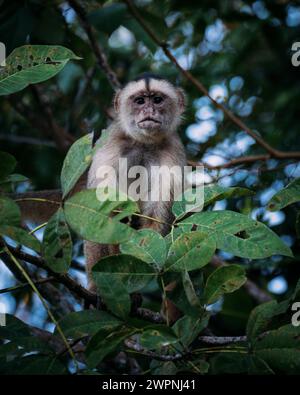 Brasilianischer Regenwald, Bootstour auf dem Amazonasgebiet auf einem Boutique-Schiff (MS Janganda) - Flussfahrt Stockfoto