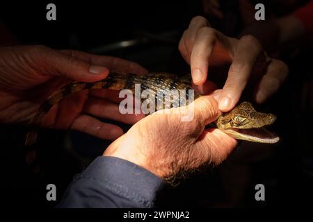 Baby Krokodil - brasilianischer Regenwald, Bootstour auf dem Amazonas mit einem Boutique-Schiff (MS Janganda) - Flussfahrt Stockfoto