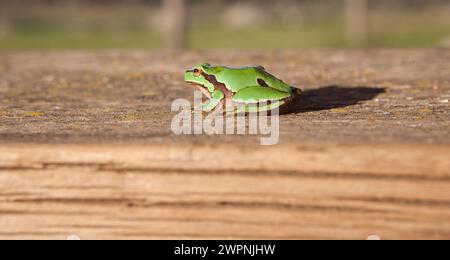 Kleiner Frosch über Holzbank. Selektiver Fokus Stockfoto