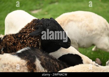 Schwarze Schafe mitten in der Herde Stockfoto