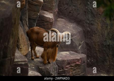 Erwachsene Ziege auf einem Felsen Stockfoto