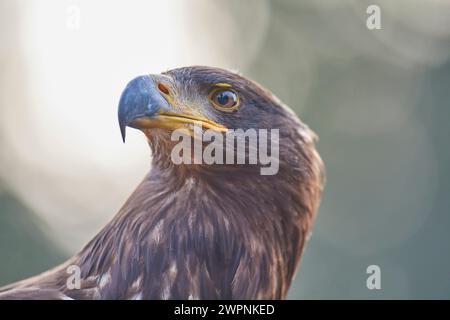 Europäischer Goldadler (Aquila chrysaetos), Porträt, Auge, Schnabel Stockfoto