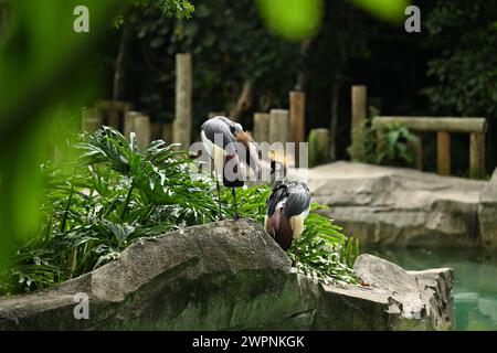 Grauer Kronenkran oder afrikanischer Kronenkran, goldener Haubenkran Stockfoto