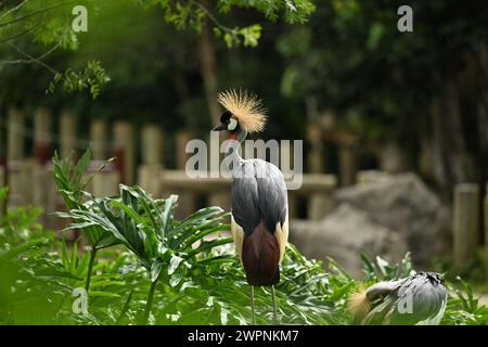 Grauer Kronenkran oder afrikanischer Kronenkran, goldener Haubenkran Stockfoto
