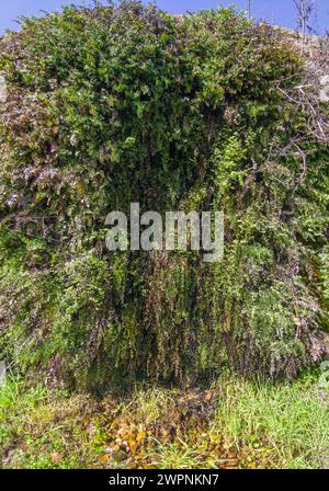 Adiantum capillus-veneris, oder südliche Junghaarfarn, wächst im Riss einer Wasserpfeife Stockfoto