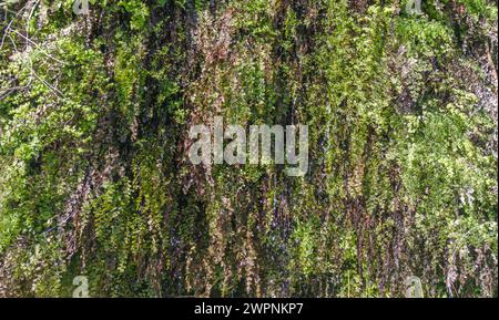 Adiantum capillus-veneris, oder südliche Junghaarfarn, wächst im Riss einer Wasserpfeife Stockfoto