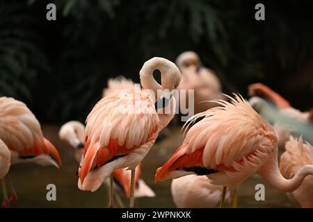 Gruppe Flamingos in einem See Stockfoto