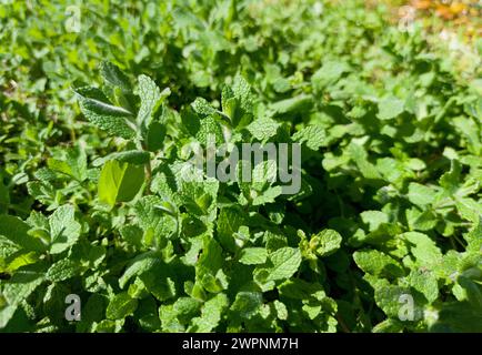 Frisches grünes Pennyroyal oder mentha pulegium. Selektiver Fokus Stockfoto