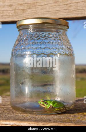 Kleiner Frosch, gefangen in einem Glasgefäß. Kinderstreiche im Naturbegriff Stockfoto