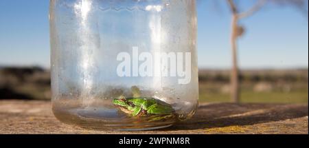 Kleiner Frosch, gefangen in einem Glasgefäß. Kinderstreiche im Naturbegriff Stockfoto