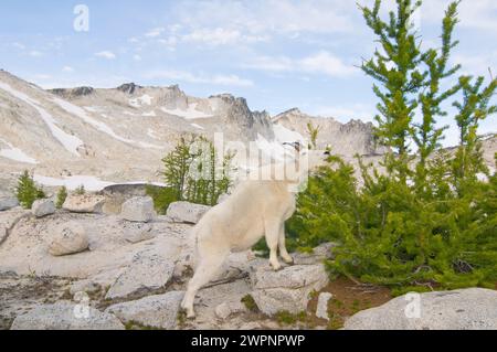 Bergziege Oreamnos americanus in der Enchantments Alpine Lakes Wilderness Cascade Range im Westen der Washington State USA Stockfoto