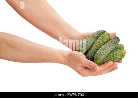 Frische Beizgurke im Handweg isoliert auf weiß Stockfoto