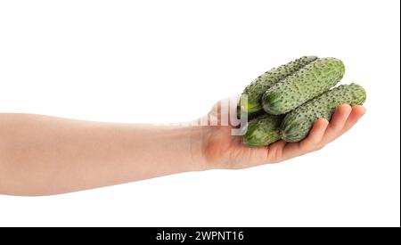 Frische Beizgurke im Handweg isoliert auf weiß Stockfoto