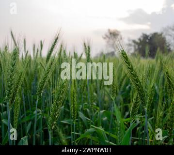 Eine Nahaufnahme von grünem Weizen, der auf dem Feld wächst Stockfoto