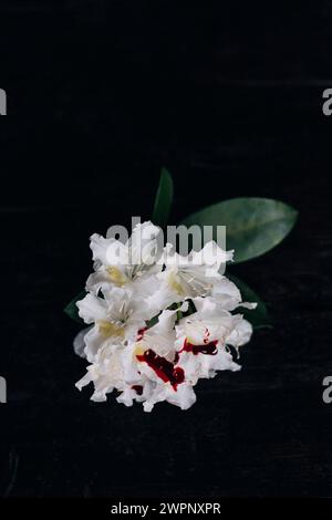 Weiße Rhododendron-Blüte mit roten Bluttropfen auf schwarzem Hintergrund Stockfoto