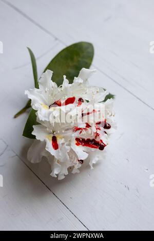 Weiße Rhododendron-Blüte mit roten Bluttropfen Stockfoto