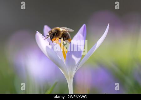 Honigbiene, APIs mellifera, auf frühen Blüten, Krokus Stockfoto