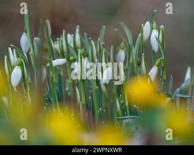 Schneeglöckchen und Winterakonite im Frühjahr. Stockfoto