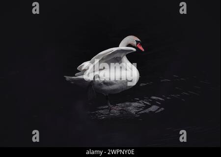 Einsamer Schwan mit gespreizten Flügeln auf dem Schwarzen Wasser des Bachtelsees bei Kaufbeuren im Ostallgäu, Allgäu, Bayern, Süddeutschland Stockfoto