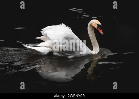 Einsamer Schwan mit Reflexion über das Schwarze Wasser des Bachtelsees bei Kaufbeuren im Ostallgäu, Allgäu, Bayern, Süddeutschland Stockfoto