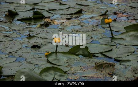 Wasserlilie Blätter und gelbe Wasserlilie binden Lilienblüten. Fotografiert während eines sonnigen Tages im See. Wolken, die von der Oberfläche der Verbindung reflektiert werden. Stockfoto