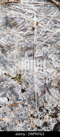 Trockene Schilfstämme, gefroren in einer dünnen Eisschicht Stockfoto