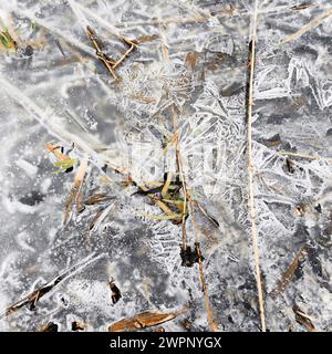 Trockene Schilfstämme, gefroren in einer dünnen Eisschicht Stockfoto