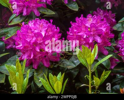 Nahaufnahme von zwei wunderschönen, tiefrosa Rhododendronblumen, England, Großbritannien Stockfoto