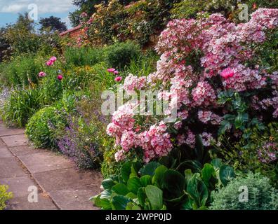 Tiefe krautige Borte mit rosafarbenen Rosen der „Ballerina“ in Blüte, die in einem alten englischen ummauerten Garten mit Pflastersteinpfaden wachsen, England, Großbritannien Stockfoto