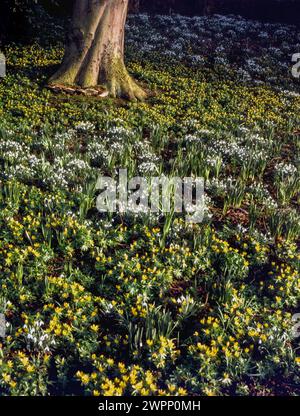 Ein Teppich aus Massen von gelben Akonit- und weißen Schneeglöckchen (Eranthis & Galanthus), die um die Basis eines Baumstamms wachsen, Februar, England, Großbritannien Stockfoto