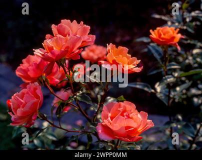 Rosa „Dufgrant Delight“ rosa, rote, orange Rosenblüten wachsen im englischen Garten, Großbritannien Stockfoto