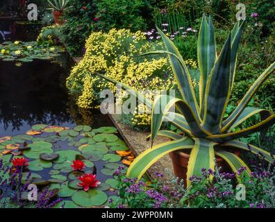 Gartenteich mit Agave Americana Century Pflanze, Nymphaes Seerosen, Santolina chamaecyparissus Baumwolllavendel und Verbena x hybiden, England, Großbritannien Stockfoto