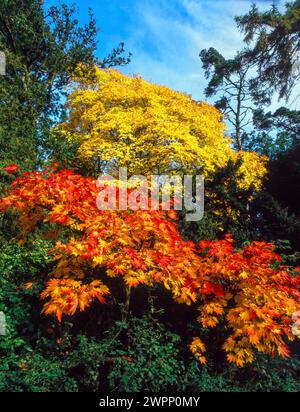 Helle Herbstfarben von Acer japonicum „vitifolium“ und Acer cappadocicum japanische und kappodizische Ahornbäume, Westonbirt Arboretum, England, Großbritannien Stockfoto