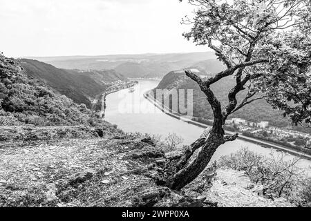 Aussichtspunkt in der Nähe von Bad Salzig, Bäume, verkrüppelt, vom Wind gebogen, Binnenschifffahrt, Felsen, Kamp-Bornhofen, Mittelrhein, Rhein, Rheinkurve, Rheinland-Pfalz, Deutschland Stockfoto