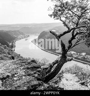 Aussichtspunkt in der Nähe von Bad Salzig, Bäume, verkrüppelt, vom Wind gebogen, Binnenschifffahrt, Felsen, Kamp-Bornhofen, Mittelrhein, Rhein, Rheinkurve, Rheinland-Pfalz, Deutschland Stockfoto