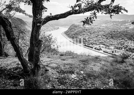 Aussichtspunkt in der Nähe von Bad Salzig, Bäume, verkrüppelt, vom Wind gebogen, Binnenschifffahrt, Felsen, Kamp-Bornhofen, Mittelrhein, Rhein, Rheinkurve, Rheinland-Pfalz, Deutschland Stockfoto