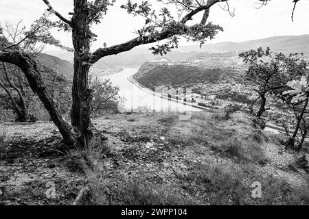 Aussichtspunkt in der Nähe von Bad Salzig, Bäume, verkrüppelt, vom Wind gebogen, Binnenschifffahrt, Felsen, Kamp-Bornhofen, Mittelrhein, Rhein, Rheinkurve, Rheinland-Pfalz, Deutschland Stockfoto