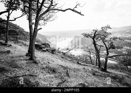 Aussichtspunkt in der Nähe von Bad Salzig, Bäume, verkrüppelt, vom Wind gebogen, Binnenschifffahrt, Felsen, Kamp-Bornhofen, Mittelrhein, Rhein, Rheinkurve, Rheinland-Pfalz, Deutschland Stockfoto