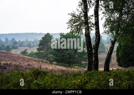 Drei Birken in der Behringer Heide bei Bispingen, Niedersachsen Stockfoto