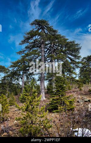 Monumentale Schwarzkiefer (Pinus nigra ssp. Pallasiana), endemisch in den höchsten Höhen des Troodos-Gebirges auf Zypern Stockfoto