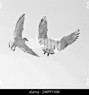 Zwei junge Schwarzkopfmöwen (Larus ridibundus) fliegen zum Futter ein und flattern über der Futterstelle Stockfoto