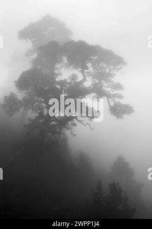 Eine kanarische Kiefer (Pinus canariensis) im Nebel, Wolken, die durch die Passatwinde am Berg entstehen, La Palma, Kanarische Inseln, Spanien Stockfoto