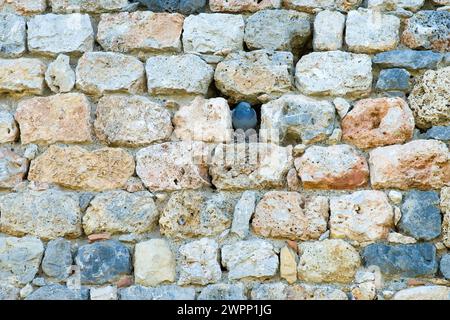 Eine Haustaube, möglicherweise eine Steintaube (Columba Livia), die in einer Nische in der alten Stadtmauer von Monteriggioni in der Toskana sitzt Stockfoto