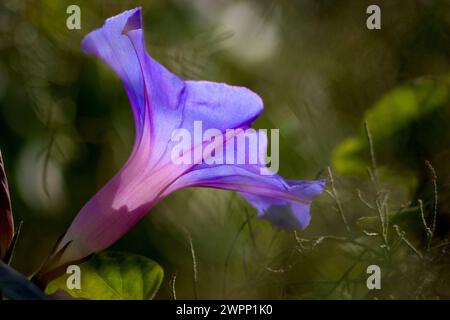 Gemeinsamen Prunkwinde (Ipomoea Purpurea) Stockfoto